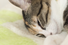猫のグミ