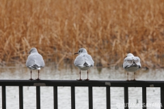 ３羽ユリカモメ