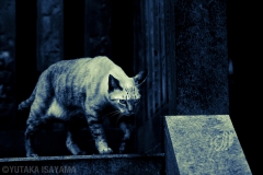 忍び寄る猫