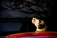 赤い車の屋根の上の猫