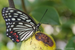 カリンの実の汁を吸うアカボシゴマダラ（夏型）