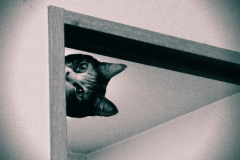 にゃは？