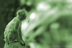 猿(横顔)