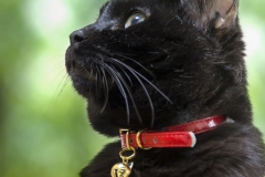 猫のテンテン