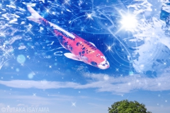 空を泳ぐ鯉