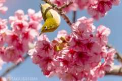 メジロと河津桜