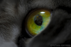 猫の瞳