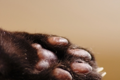 黒猫の肉球(後ろ足)