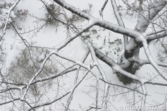 2014年2月8日・東京の大雪-桜の木
